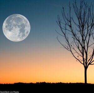 Baum und Mond bei sonnenaufgang
