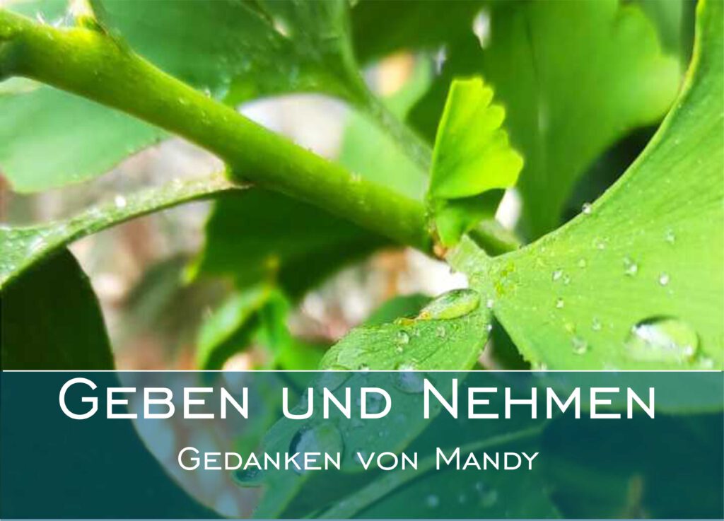 Gingko Blätter mit wassertropfen