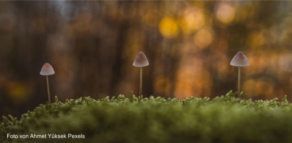 kleine Pilze auf Moos